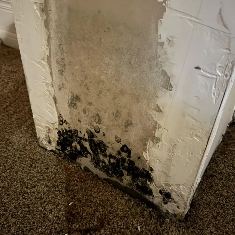 Professional Mold Removal in Arnold, CA